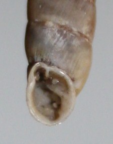 Clausiliidae da id.